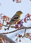American Goldfinch 2143